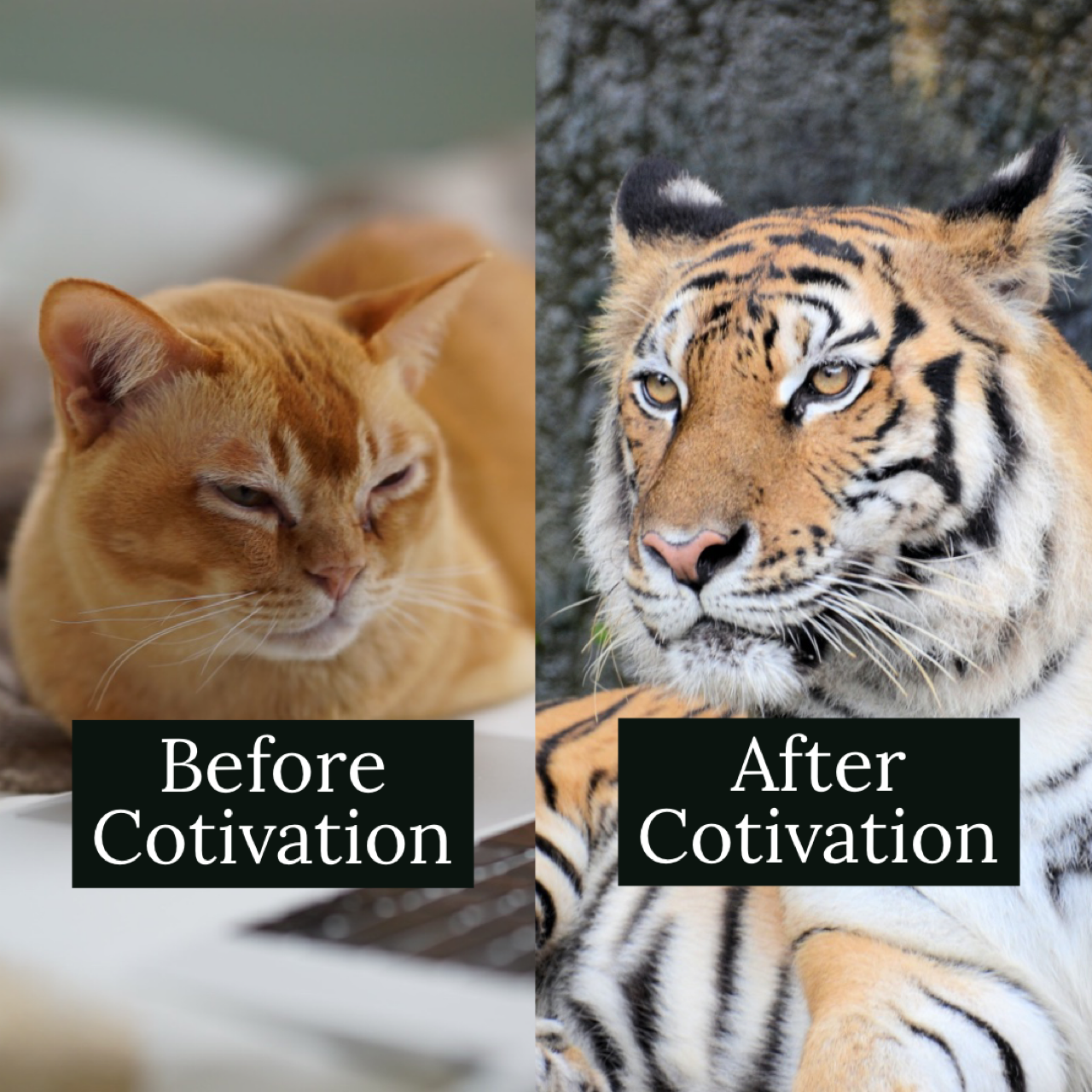 Searching for Motivation? Join Cotivation!