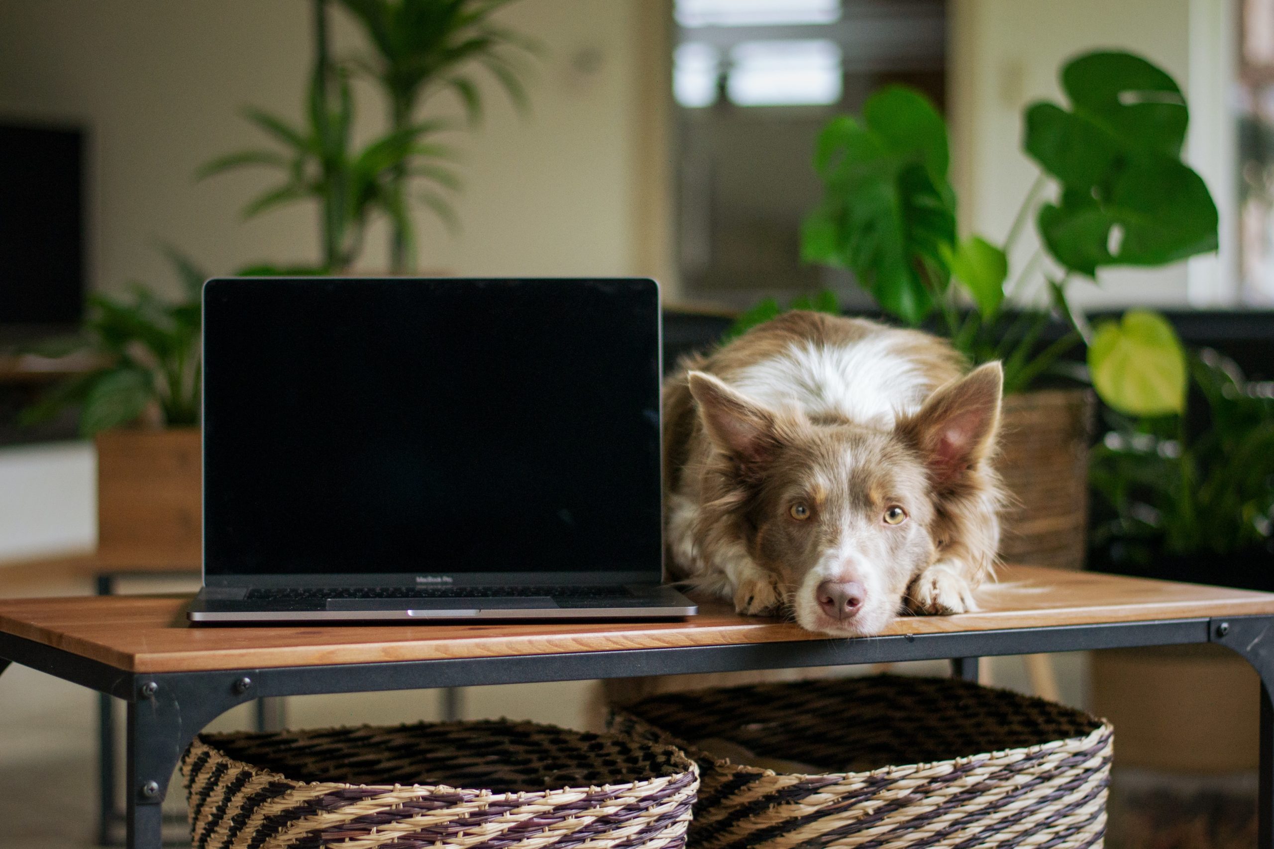 Neighborhood Spotlight: CSU Veterinary Teaching Hospital and Cohere Coworking
