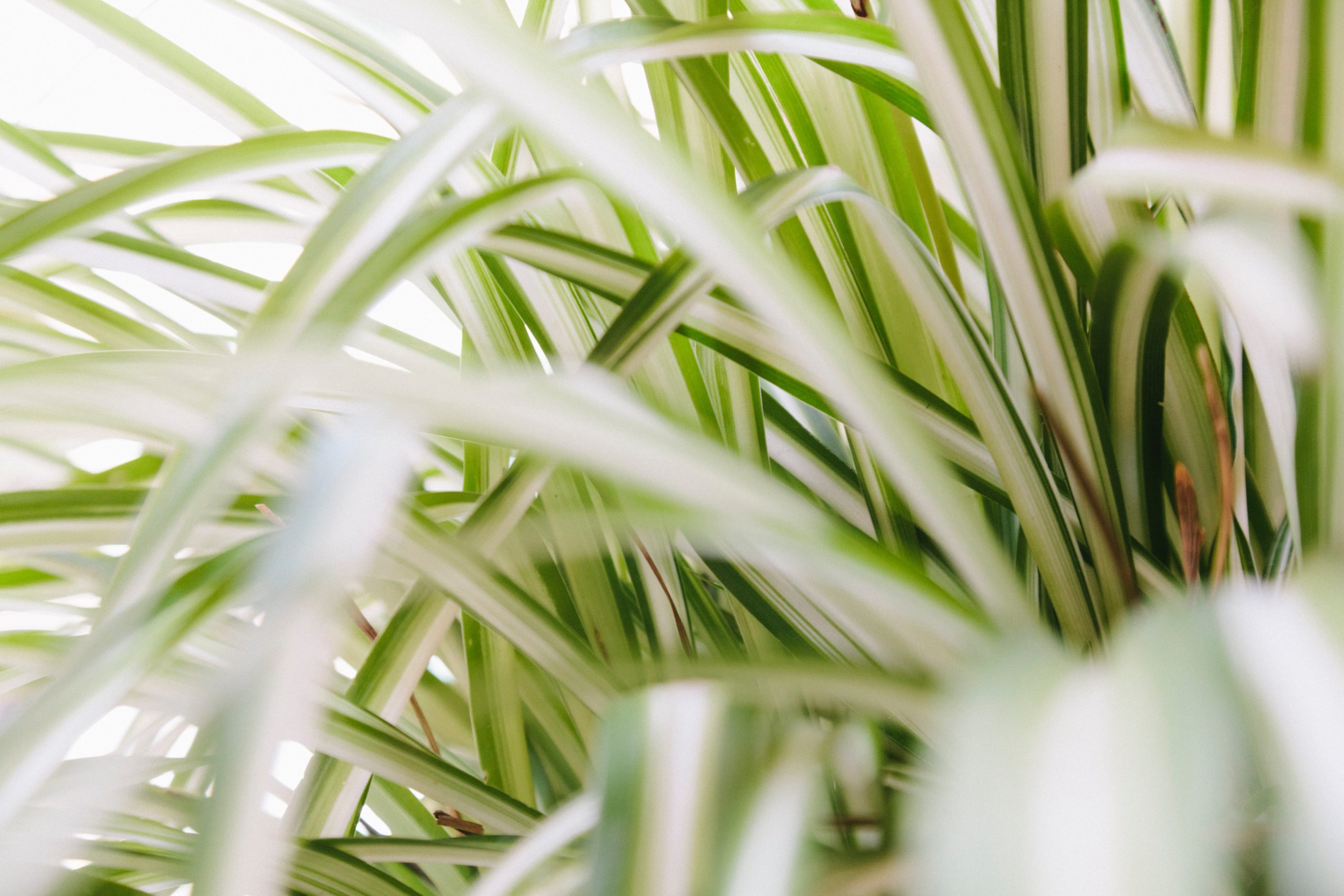 The Spider Plant’s Secret