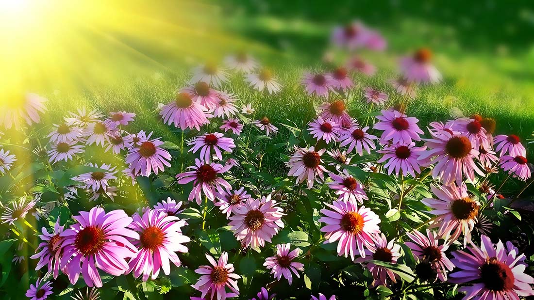 Fort Collins Spring Happenings 2025
